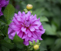 Koristedaalia ''Bluetiful'' 1 kpl