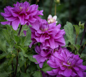 Koristedaalia ''Bluetiful'' 1 kpl