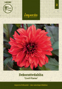 Koristedaalia ''Cool Flame'' 1 kpl