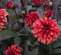 Koristedaalia ''Cool Flame'' 1 kpl