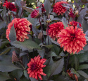 Koristedaalia ''Cool Flame'' 1 kpl