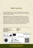 Koristedaalia 'Crazy Love' 1 kpl