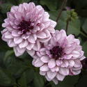 Lummedaalia ''Crème de Cassis'' 1 kpl