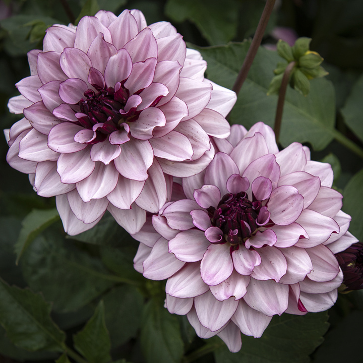 Lummedaalia ''Crème de Cassis'' 1 kpl