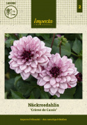 Lummedaalia ''Crème de Cassis'' 1 kpl