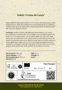 Lummedaalia ''Crème de Cassis'' 1 kpl