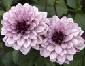 Lummedaalia ''Crème de Cassis'' 1 kpl