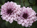 Lummedaalia ''Crème de Cassis'' 1 kpl