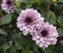 Lummedaalia ''Crème de Cassis'' 1 kpl