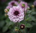 Lummedaalia ''Crème de Cassis'' 1 kpl