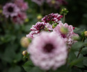 Lummedaalia ''Crème de Cassis'' 1 kpl