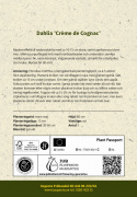 Lummedaalia ''Crème de Cognac'' 1 kpl