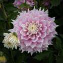 Lautasdaalia 'Gitts Perfection', jolla on halkaisijaltaan noin 20-25 cm kokoiset kerrotut.