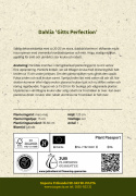 Lautasdaalia 'Gitts Perfection', jolla on halkaisijaltaan noin 20-25 cm kokoiset kerrotut.