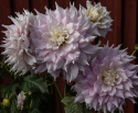 Lautasdaalia 'Gitts Perfection', jolla on halkaisijaltaan noin 20-25 cm kokoiset kerrotut.