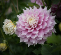Lautasdaalia 'Gitts Perfection', jolla on halkaisijaltaan noin 20-25 cm kokoiset kerrotut.