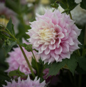 Lautasdaalia 'Gitts Perfection', jolla on halkaisijaltaan noin 20-25 cm kokoiset kerrotut.