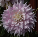 Lautasdaalia 'Gitts Perfection', jolla on halkaisijaltaan noin 20-25 cm kokoiset kerrotut.