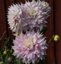 Lautasdaalia 'Gitts Perfection', jolla on halkaisijaltaan noin 20-25 cm kokoiset kerrotut.