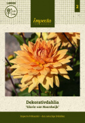 Koristedaalia ''Glorie van Noordwijk'' 1 kpl