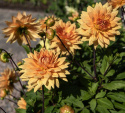 Koristedaalia ''Glorie van Noordwijk'' 1 kpl