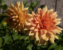 Koristedaalia ''Glorie van Noordwijk'' 1 kpl