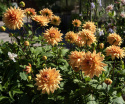 Koristedaalia ''Glorie van Noordwijk'' 1 kpl