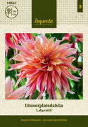 Lautasdaalia 'Labyrinth', 20-25 cm kokoiset suuret, kerrotut, aprikoosin vaaleanpunaiset kukat vadelmanpunaisella alapuolella.