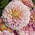 Koristedaalia ''Milena Fleur'' 1 kpl