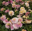 Koristedaalia ''Milena Fleur'' 1 kpl