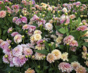 Koristedaalia ''Milena Fleur'' 1 kpl