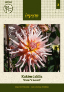 Kaktusdaalia ''Okapi''s Sunset'' 1 kpl