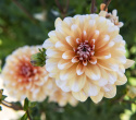 Lummedaalia ''Orange Perception'' 1 kpl
