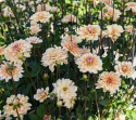 Lummedaalia ''Orange Perception'' 1 kpl