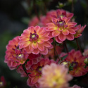 Lummedaalia ''Pacific View'' 1 kpl