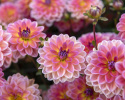Lummedaalia ''Pacific View'' 1 kpl