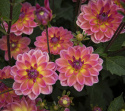 Lummedaalia ''Pacific View'' 1 kpl
