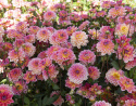Lummedaalia ''Pacific View'' 1 kpl