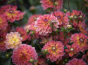 Lummedaalia ''Pacific View'' 1 kpl