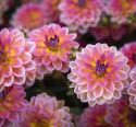 Lummedaalia ''Pacific View'' 1 kpl