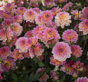 Lummedaalia ''Pacific View'' 1 kpl