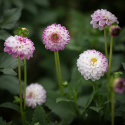 Koristedaalia ''Pink Isa'' 1 kpl