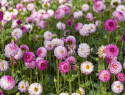 Koristedaalia ''Pink Isa'' 1 kpl