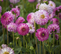 Koristedaalia ''Pink Isa'' 1 kpl