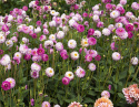 Koristedaalia ''Pink Isa'' 1 kpl