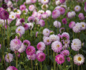 Koristedaalia ''Pink Isa'' 1 kpl