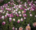 Koristedaalia ''Pink Isa'' 1 kpl
