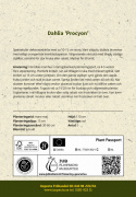 Koristedaalia ''Procyon'' 1 kpl