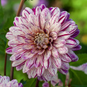 Koristedaalia ''Smokey'' 1 kpl