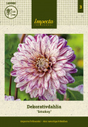 Koristedaalia ''Smokey'' 1 kpl